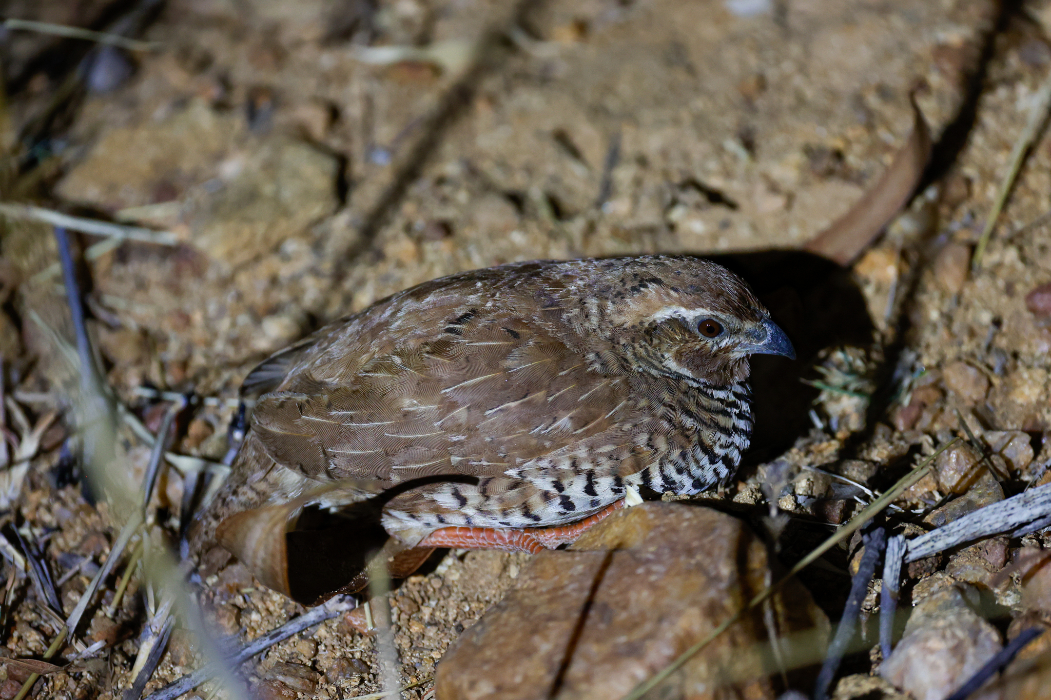 Rock Bush Quail (Perdicula argoondah), photo 6