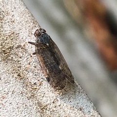 Melanoliarus montanus