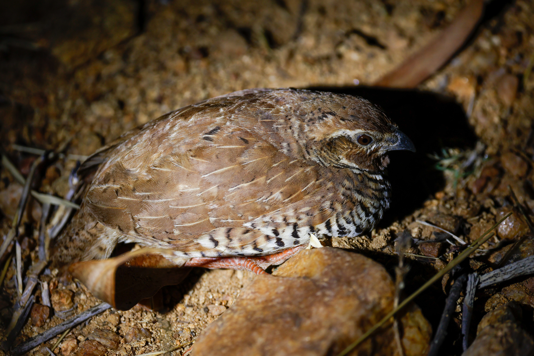 Rock Bush Quail (Perdicula argoondah), photo 5