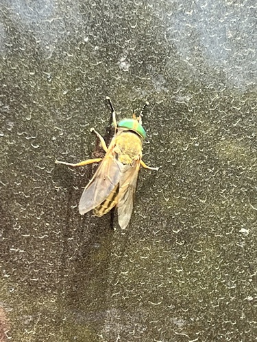 greenfly