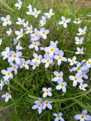 Houstonia serpyllifolia