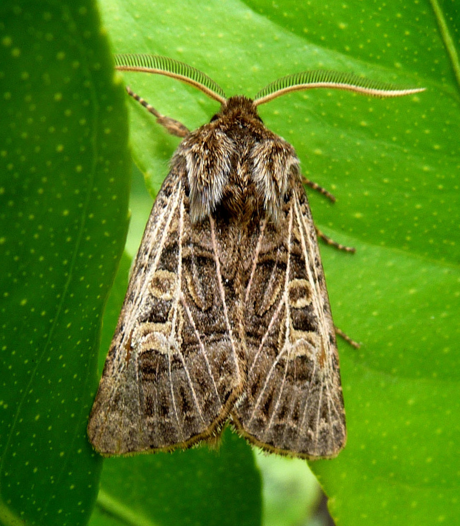 Tholera