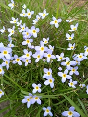 Houstonia serpyllifolia