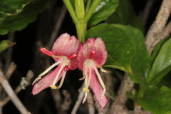 Lonicera alpigena