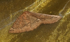 Drepanogynis miltophyris