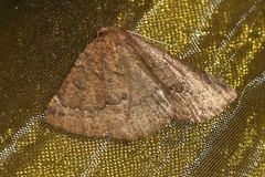 Drepanogynis miltophyris