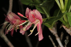 Lonicera alpigena