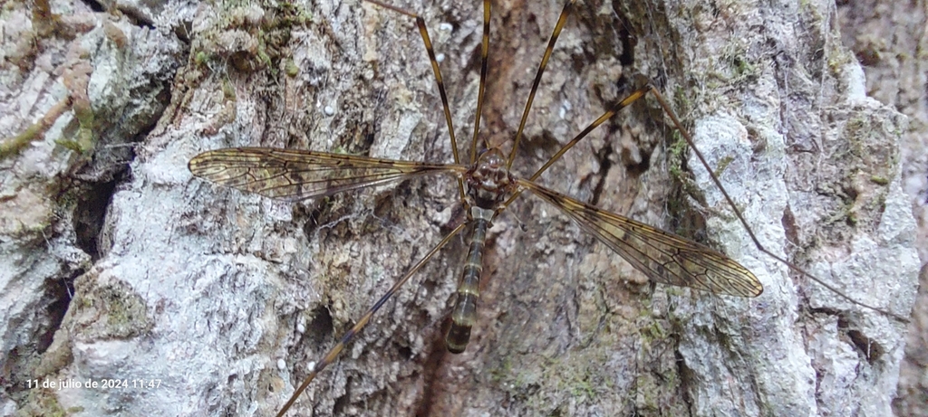 Epiphragma nebulosa