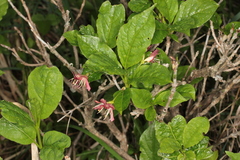 Lonicera alpigena