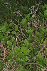 Lonicera alpigena
