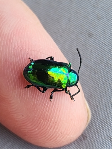 Dogbane Leaf Beetle photo 3