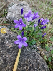 Campanula poscharskyana