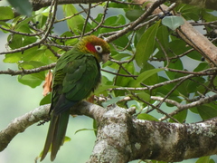 Sulphur-Winged Parakeet photo 2
