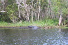 Alligator mississippiensis