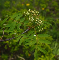 Sorbus sibirica