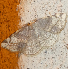 Stegania trimaculata