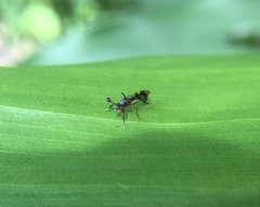 Teleopsis quadriguttata
