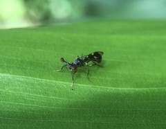 Teleopsis quadriguttata