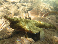 Ogcocephalus nasutus
