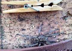 Tasmanicosa godeffroyi