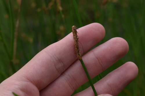 Image of Eleocharis cellulosa by (c) Kristály Cravens-Liszak, some rights reserved (CC BY)