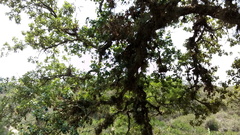 Quercus oleoides