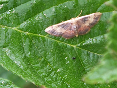 Idaea demissaria