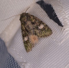 Phosphila miselioides