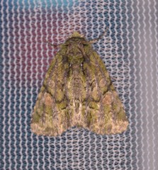 Phosphila miselioides