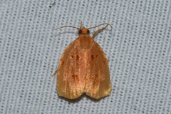 Archips rileyana