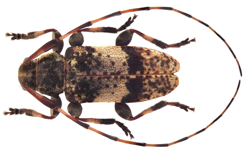 Leiopus