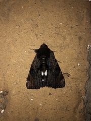 Catephia linteola
