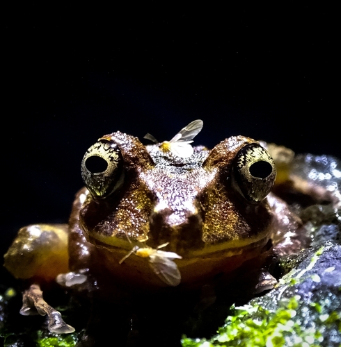 Labiated Rainfrog, Pristimantis labiosus