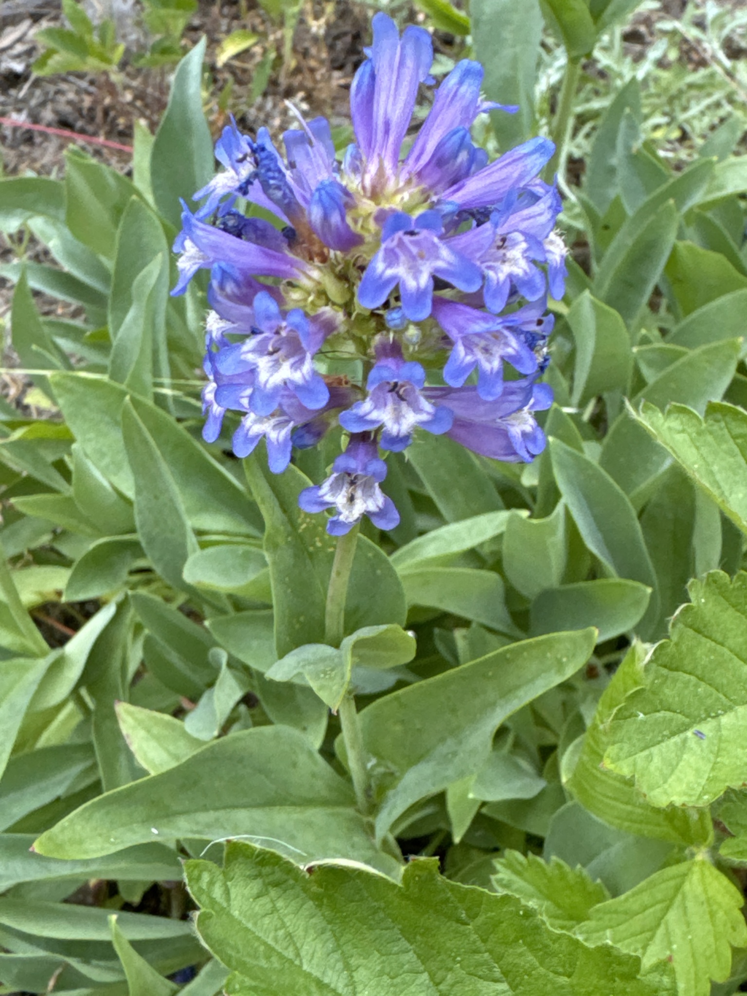 Penstemon euglaucus