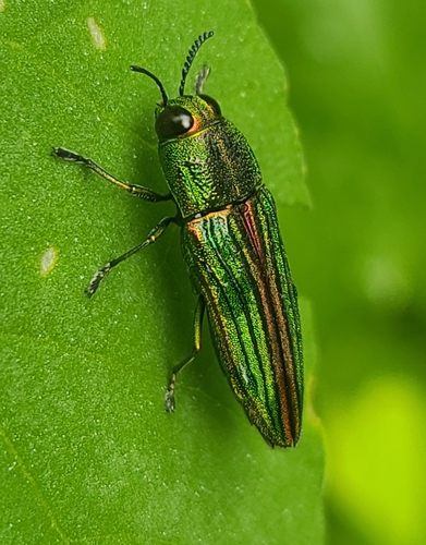 Agaeocera gigas (Agaeocera gigas)