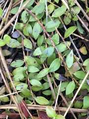 Vaccinium crassifolium