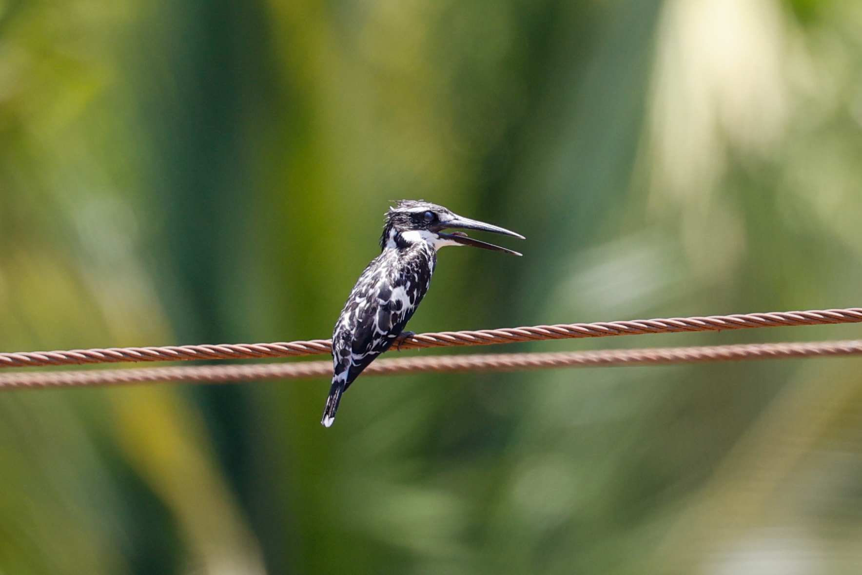 Pied Kingfisher