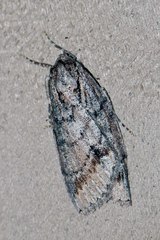 Chlenias basichorda