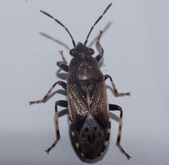 Heterogaster affinis