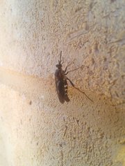 Neorhaphiomidas hardyi