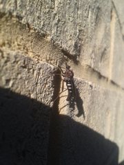 Neorhaphiomidas hardyi