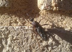 Neorhaphiomidas hardyi