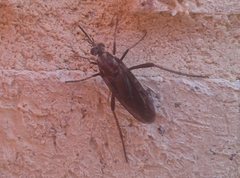 Neorhaphiomidas hardyi