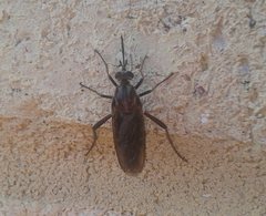 Neorhaphiomidas hardyi