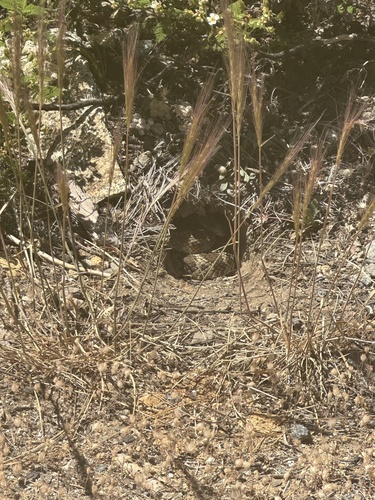 iNaturalist observation photo of Western Rattlesnake