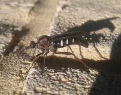 Neorhaphiomidas hardyi