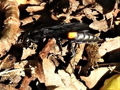 Psorthaspis brimleyi