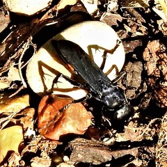 Psorthaspis brimleyi