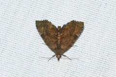 Cutina aluticolor