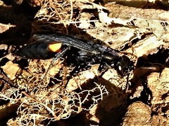 Psorthaspis brimleyi